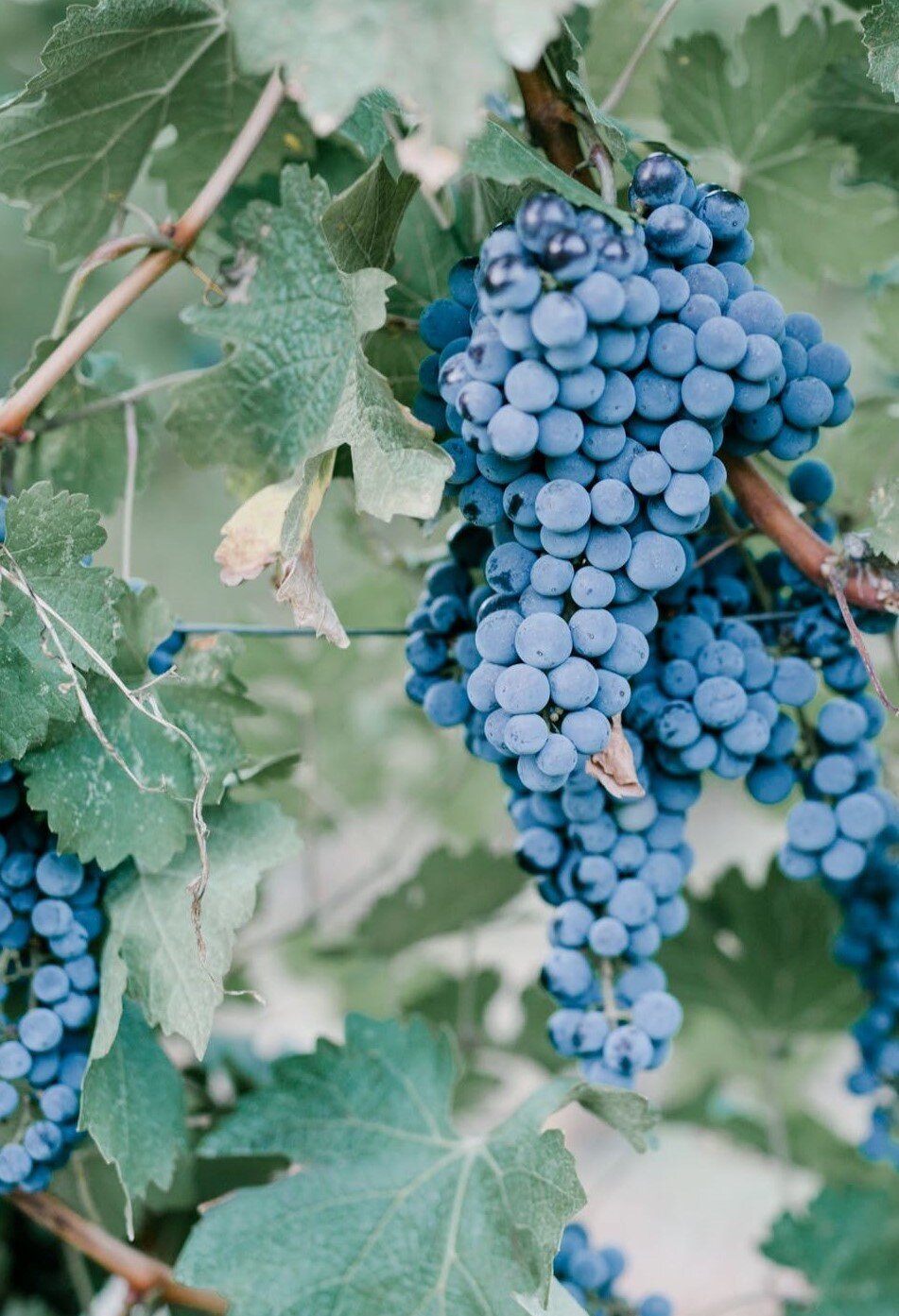 Weintrauben