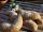 Backmischung Champagner Roggen Brot im Weck