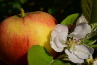 Apfel Balsam Essig mit Apfelblüte