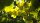 Marc de Champagne Balsam Essig 100 ml