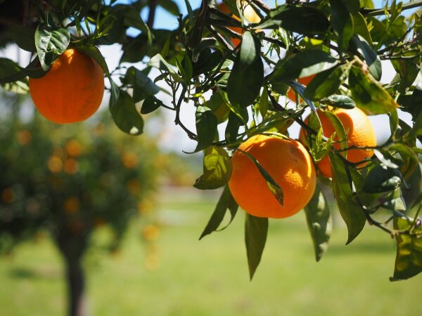 Batalia Olivenöl Orange 200 ml