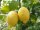 Batalia Oliven&ouml;l Zitrone extravergine